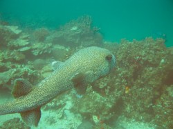 Huge Porcupinefish