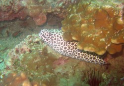 Honeycomb Moray Eel