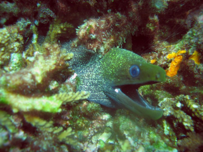 Moray Eel